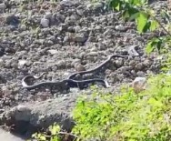 Yılanların Dansı Kamerada