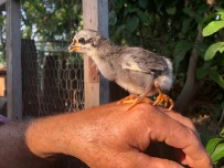 Yumurtadan 4 Ayaklı Çıktı