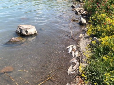 Depremin Ardından Yaşanan Balık Ölümleri Vatandaşları Tedirgin Ediyor