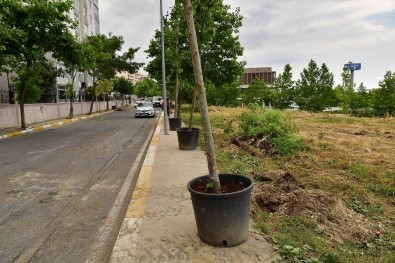 Devrilen 83 Ağacın Yerini Çınar Ağaçları Alıyor