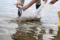 Türkiye'de Su Ürünleri Üretimi 2019 Yılında Yüzde 33,1 Arttı