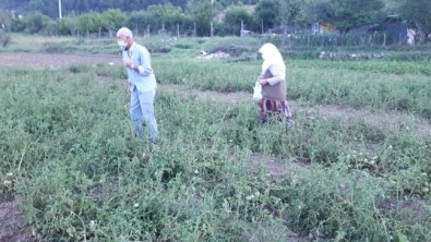 Yaşlı Çiftin Ürünlerini Dolu Vurdu