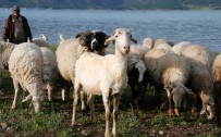 Yaylalarda Koyun Kırkma Sezonu Başladı Haberi