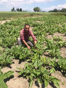 Altıntaş'ta 200 Bin Ton Pancar Rekoltesi Bekleniyor