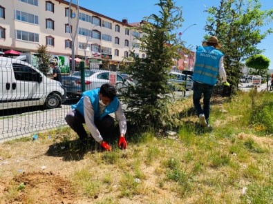 Çaldıran Belediyesi İlçeyi Çiçeklerle Süslüyor