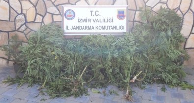 İzmir'de 108 Kök Kenevir Bitkisi Ele Geçirildi