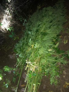 Ormanlık Alanda Kurutulmaya Bırakılan Kenevirler Bulundu