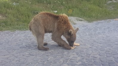 (Özel) Kardeş Boz Ayılar Sayesinde Nemrut'un Ziyaretçileri Arttı