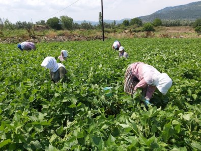 Sezonu 15 Liradan Açtı Şimdi 3 Liraya Müşteri Bulamıyor