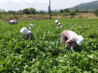 Sezonu 15 Liradan Açtı Şimdi 3 Liraya Müşteri Bulamıyor