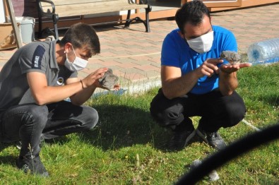 Şırnak'ta Yaralı Kuşlar Tedavi Altına Alındı