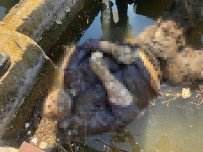 Sulama Kanalında Erkek Cesedi Bulundu Haberi