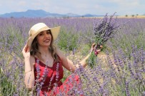 Uşak 'Lavanta' Kokacak