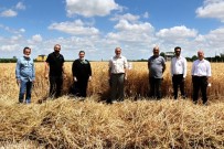 Adana'da Yerli Tohum Deneme Çalışmaları