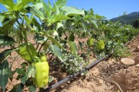 Buca'nın Sebze Tarlalarından 54 Ton Hasat Bekleniyor