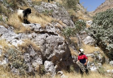 Dağda Mahsur Kalan Keçiyi İtfaiye Ekipleri Kurtardı