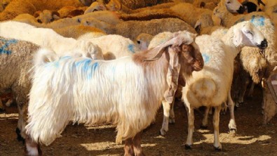 Diyanet İşleri Başkanlığı 'kurban' kararlarını açıkladı! Yapılmazsa 88 bin 499 TL cezası var