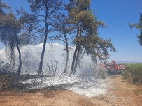 Manavgat'ta Orman Yangını