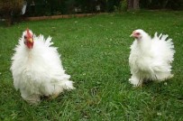 5 Milyon 705 Bin Kanatlı Hayvan Sevki Yapıldı