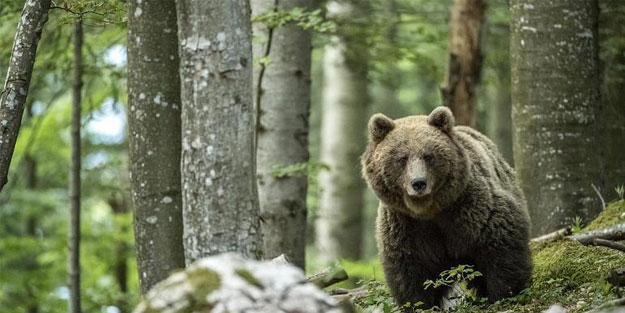 Ayı idam cezasına çarptırıldı! Sebebiyse...