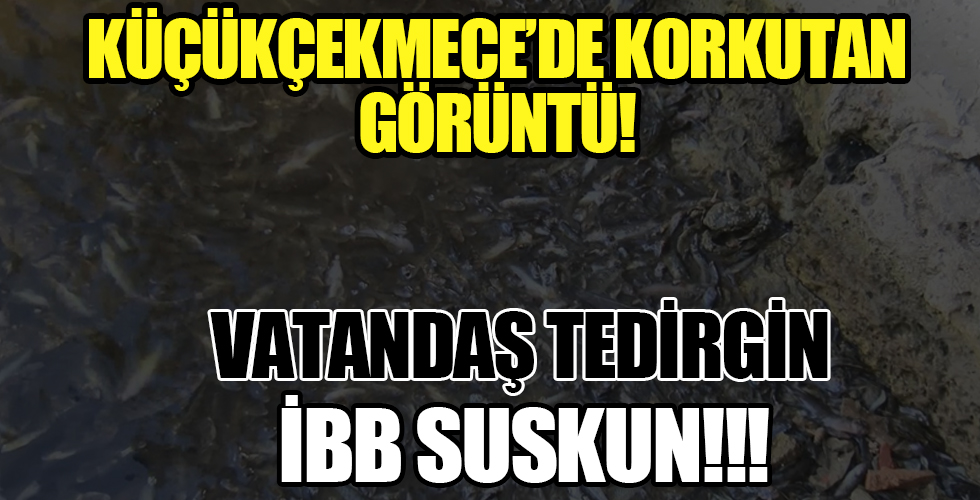 Küçükçekmece Gölü'nde ölü balıklar kıyıya vurdu!