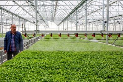 Meram Sebze Fidesi Üretim Tesisinde Üretilen 3 Milyon Fide Toprakla Buluştu