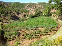 Bingöl'de Uyuşturucu Tarlalarına Operasyon, 1 Milyon Kök Kenevir Ele Geçirildi