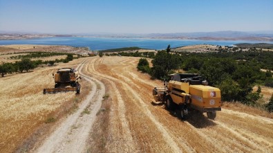 Elazığ'da 600 Dönüme Arpa Eken Başkan, Hasada Başladı