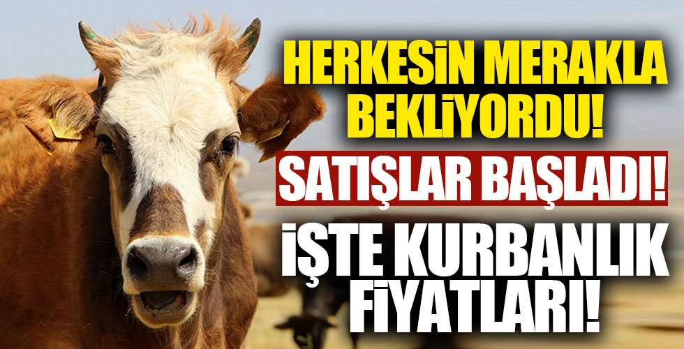 Kurbanlık satışları başladı! İşte fiyatlar