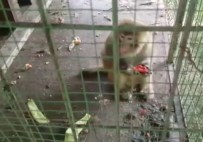 Oto Galerideki Maymunlar Polis Operasyonuyla Kurtarıldı