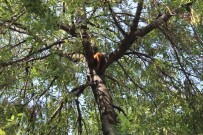 (Özel) İstanbul İtfaiyesi'nin Nefes Kesen Hayvan Kurtarma Operasyonları Kamerada