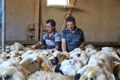 Sivas'ta Koyun Kırkımı Başladı