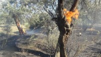 Zeytin Ağaçları Alevlere Teslim Oldu