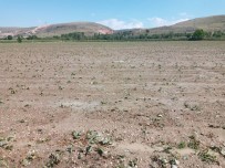 Amasya'da Etkili Olan Dolu Tarım Arazilerini Vurdu