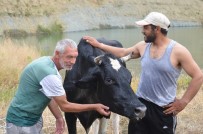 İtfaiyeden Nefes Kesen İnek Kurtarma Operasyonu