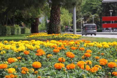 Samsun Çiçek Açtı