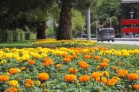 Samsun Çiçek Açtı