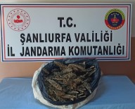Şanlıurfa'da 10 Kilo Esrar Ele Geçirildi