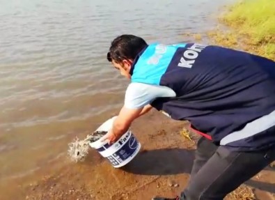 Siirt'te 55 Bin Yavru Pullu Sazan Balığı Gölete Bırakıldı