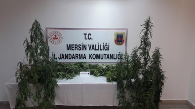 Tarsus'da 251 Kök Kenevir Bitkisi Ele Geçirildi