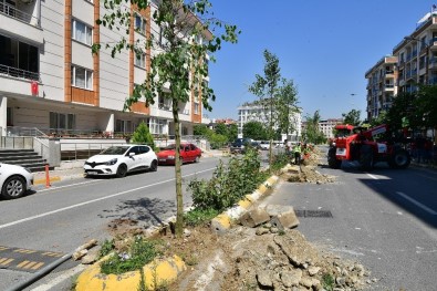 Beylikdüzü'nde Vatandaşın Seçtiği Ağaçlar Dikilmeye Devam Ediyor