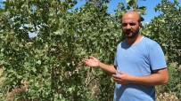 Genç Öğretmen, Aralık Rüzgar Erozyonunda Antep Fıstığı Yetiştirdi Haberi