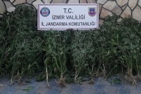 İzmir'de Binlerde Kök Hint Keneviri Ele Geçirildi Haberi