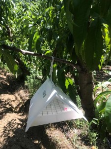 Lapseki'de, Akdeniz Sineğiyle Mücadele