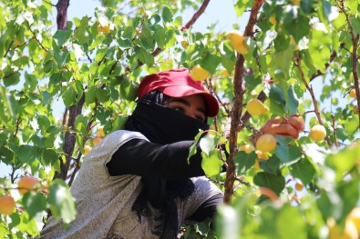 Malatya'nın 'Sarı Altınında' Hasat Mevsimi