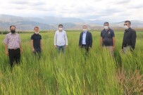 On Bin Yıllık Siyez Buğdayı, Ekinözü'nde İlk Kez Ekildi Haberi
