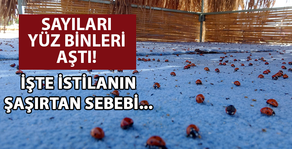 Saros Körfezi'nde uğur böceği istilası! İşte sebebi...