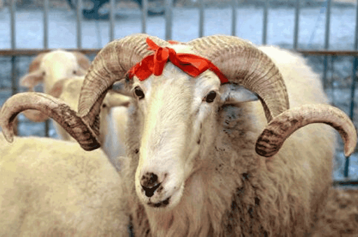 Kurbanlık koç sahibini bayılttı!