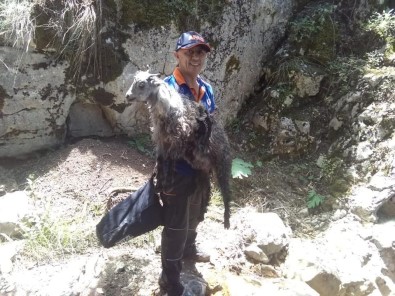Tokat'ta Kayalıklarda Mahsur Kalan Kuzu (AFAD) Ekiplerince Kurtarıldı