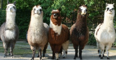 Umut onlarda: İkinci dalgayı önleyebilirler!